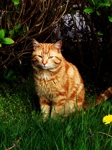 File:Russetfoot.life.jpg