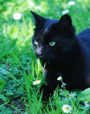 File:Hunter.lone.life image.jpg