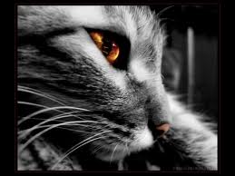 File:Images-49.jpeg