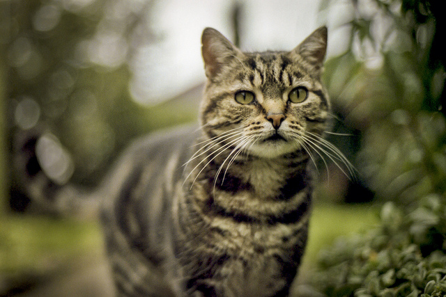 File:Hawkwhisker life.jpg