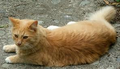 Thumbnail for version as of 19:51, September 3, 2011