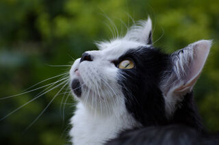 File:Dippernose.jpg