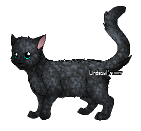 Warrior Cats Blattpfote Warrior Cats Blattpfote