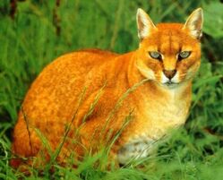 Golden cat