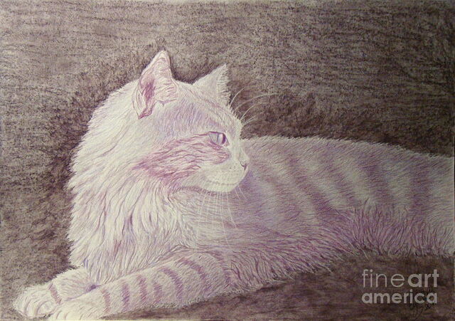 File:Purple-cat-cybele-chaves.jpg
