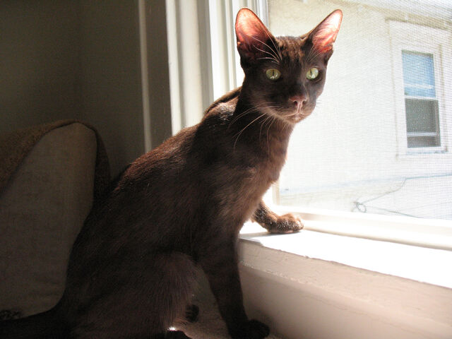 File:Finn.jpg