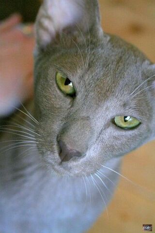 File:Lilyeyes.jpg