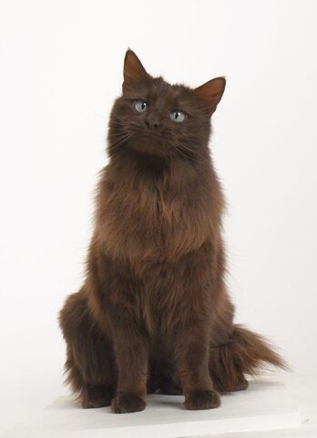 File:Tigerfoot.jpg