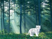 Blizzardstar in forest