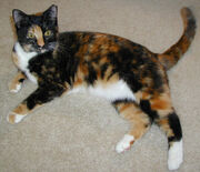 Curlycat02 LARGE 2