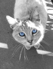 Poolpaw new