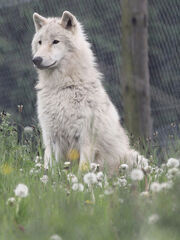 Artic Wolf 0806