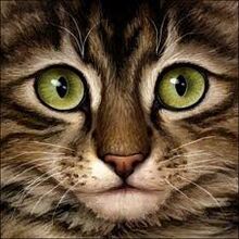 Brown tabby birchfall