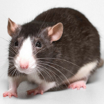 File:Rat.jpg
