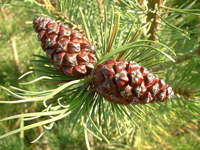 Файл:Sosna-molodue-shishki.jpg