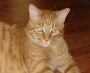 Ginger