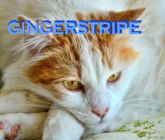 File:Gingerstripe.jpg
