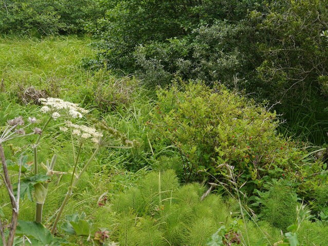 File:P1040542.jpg