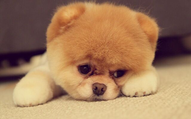 File:Pomeranian-Puppy-cute-sad-face.jpg