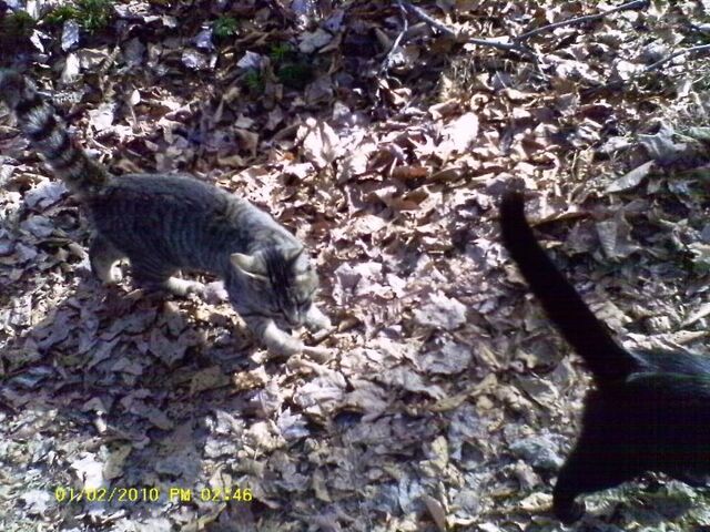 File:Cinder'sCats2.jpg