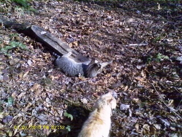 File:Cinder'sCat4.jpg