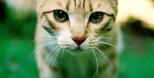 File:Leafeyes.jpeg