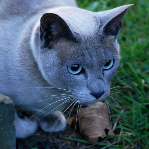 File:Visitor.jpg