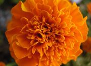 Marigold