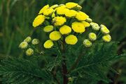 Tansy