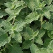 Catmint