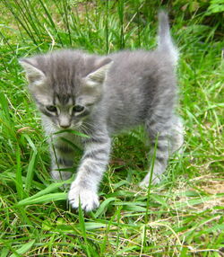 Black-and-white-kitten-outside-hd-lady-holiday--may-2012-image