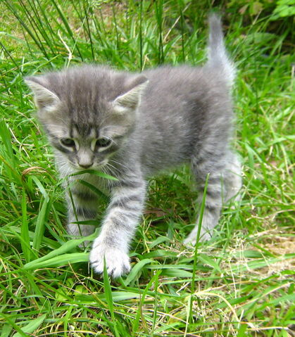 File:Black-and-white-kitten-outside-hd-lady-holiday--may-2012-image.jpg