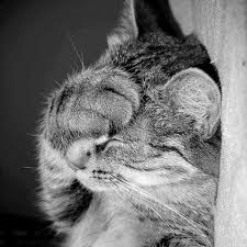 File:Cat facepalm.jpg