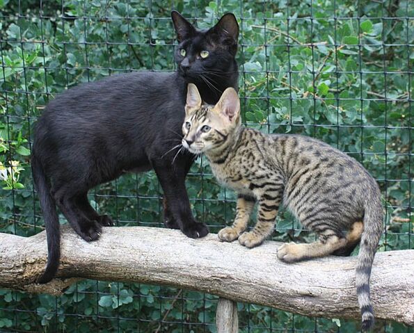 File:Blackfurandjaguarclaw.jpg