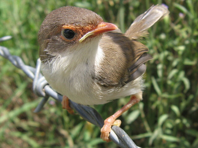 File:Birds.jpg