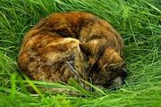 Rockpaw