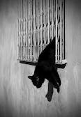 A cat escaping