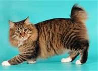 Berrytail