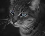 Lightningpaw