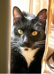 Steelpaw real life