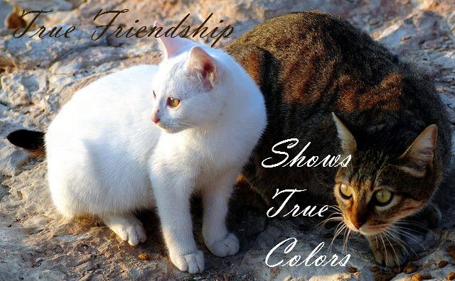 True Colors