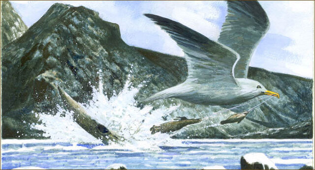 File:Stories gull-1-.jpg