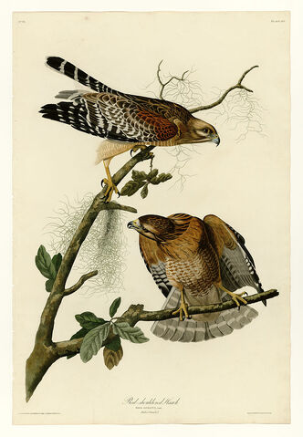 File:Redshoulders by audubon.jpg