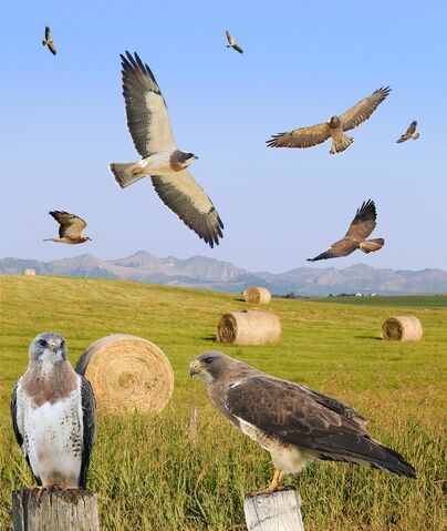 File:Swainson's Hawk ad light From The Crossley ID Guide Raptors.jpg