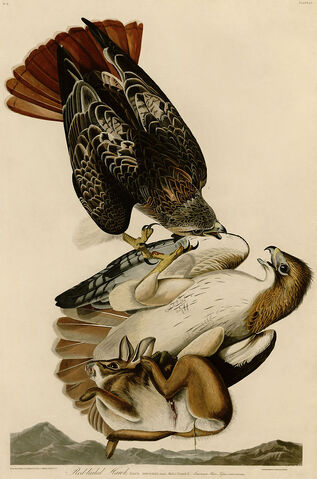File:Redtails by audubon.jpg