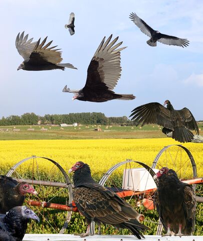 File:Turkey Vulture east From The Crossley ID Guide Raptors.jpg