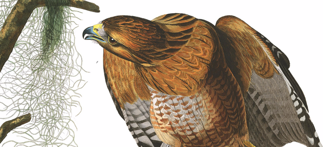 File:Redshoulders by audubon.png