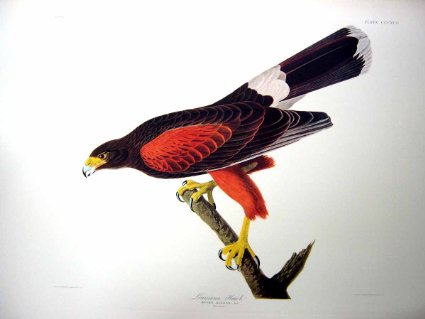 File:Baywing by audubon.jpg