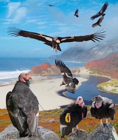 File:California Condor From The Crossley ID Guide Raptors.jpg