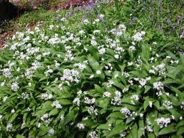 File:Wild Garlic.jpg